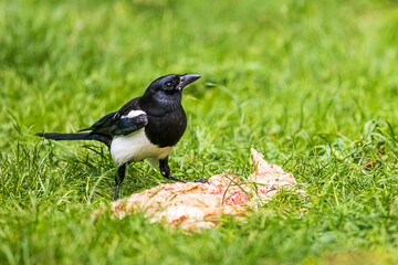 The Eurasian magpie or common magpie (Pica pica)