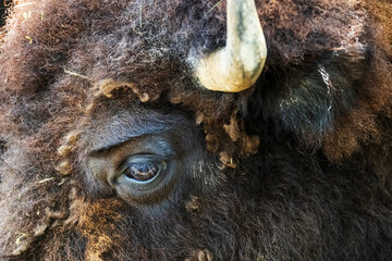 The American bison (Bison bison  pl.: bison), also called the American buffalo or simply buffalo is a species of bison native to North America. © michal
