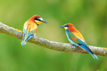 The male European bee-eater (Merops apiaster) as if they were talking