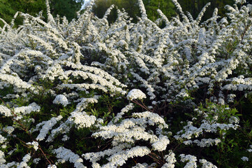Spiraea branches with flowers.