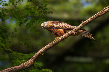 The red kite (Milvus milvus) is a medium-large bird of prey