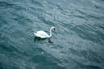 swan on the lake