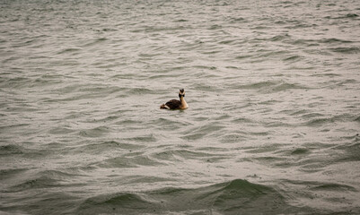 duck on a lake