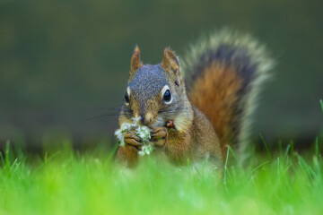 American red squirrel is eating poplar seeds in grass.