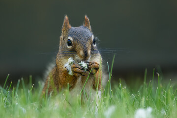 American red squirrel is eating poplar seeds in grass.