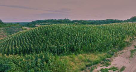 Fototapeta premium Maizales 