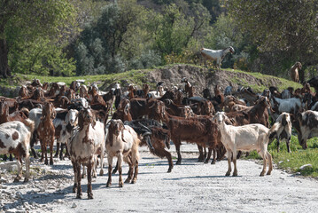 Herd of goats walking on rural road near abandoned village of Maronas. Paphos District, Cyprus