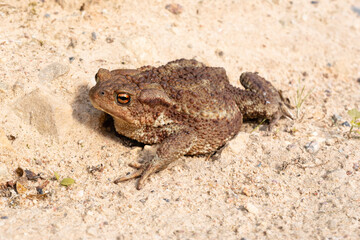 A common toad crawls along a sandy rocky surface. Wild animal on a bright sunny day. Selective focus
