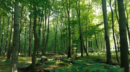   A forest brimming with numerous trees and lush green foliage