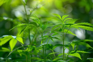 Detailed view of marijuana growing
