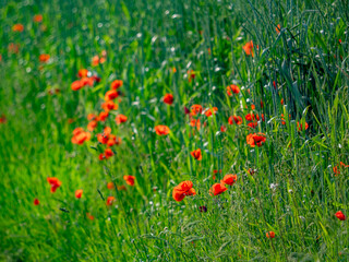 Klatschmohn Blüten im Gras