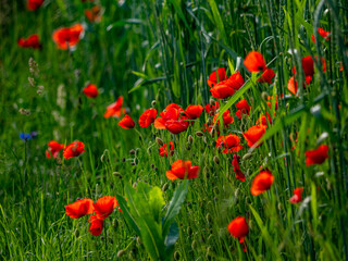 Klatschmohn Blüten im Gras