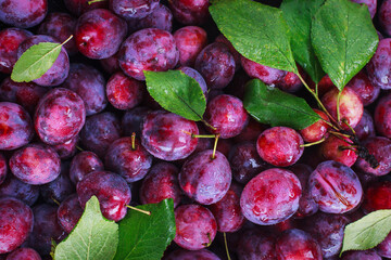 Fresh ripe autumn plums on dark background, top view
