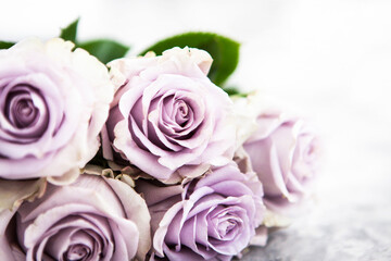 Fresh soft lilac roses flowers on white background, selective focus, copy space for text