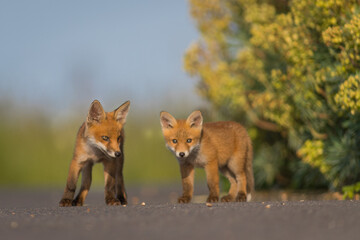 Red Fox Cubs in summertime baby and wild cute foxes vulpes vulpes, June 2024 United Kingdom 