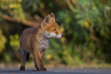 Red Fox Cubs in summertime baby and wild cute foxes vulpes vulpes, June 2024 United Kingdom 