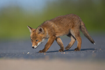 Red Fox Cubs in summertime baby and wild cute foxes vulpes vulpes, June 2024 United Kingdom 