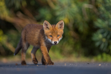 Red Fox Cubs in summertime baby and wild cute foxes vulpes vulpes, June 2024 United Kingdom 