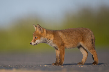 Red Fox Cubs in summertime baby and wild cute foxes vulpes vulpes, June 2024 United Kingdom 