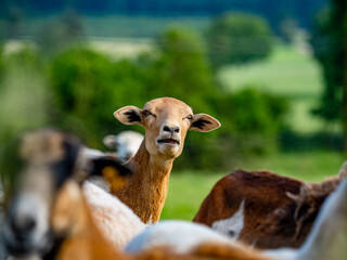 Schafe auf der Weide im Frühjahr