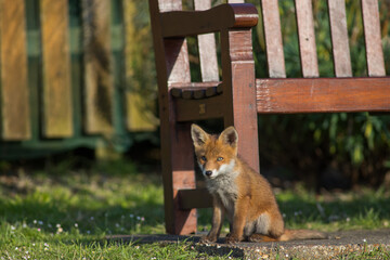 Naklejka premium Red Fox Cubs in summertime baby and wild cute foxes vulpes vulpes, June 2024 United Kingdom 