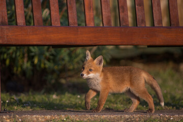 Red Fox Cubs in summertime baby and wild cute foxes vulpes vulpes, June 2024 United Kingdom 