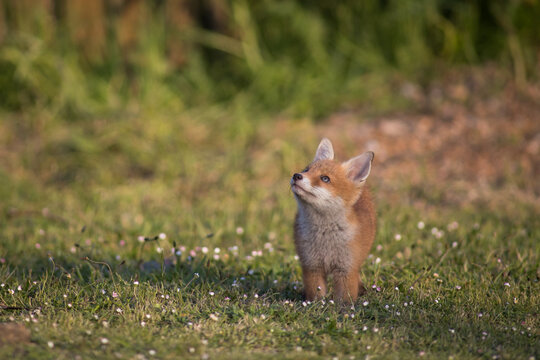 Red Fox Cubs in summertime baby and wild cute foxes vulpes vulpes, June 2024 United Kingdom 