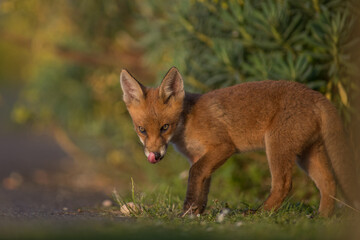 Red Fox Cubs in summertime baby and wild cute foxes vulpes vulpes, June 2024 United Kingdom 