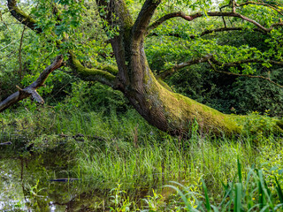 Großer gekrümmter und bemooster Baum in einem Waldsee