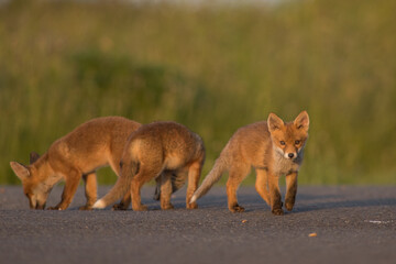 Red Fox Cubs in summertime baby and wild cute foxes vulpes vulpes, June 2024 United Kingdom 