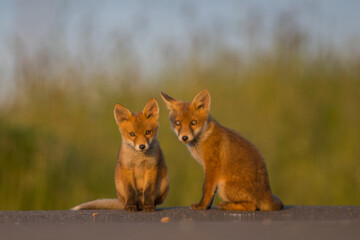 Curious little cubs of red fox, vulpes vulpes, staring into the camera on the field. Sweet fox sibling discovering the countryside. Adorable young 