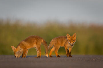 Curious little cubs of red fox, vulpes vulpes, staring into the camera on the field. Sweet fox sibling discovering the countryside. Adorable young 