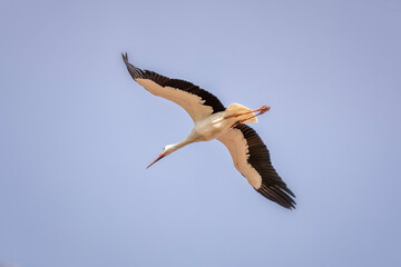 Storch im Flug 