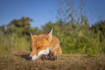 Red Fox vulpes vulpes asleep in sun