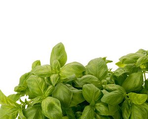 Basil bunch as frame border