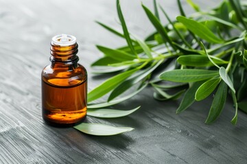 Fresh tea tree leaves and amber glass bottle with tea tree oil