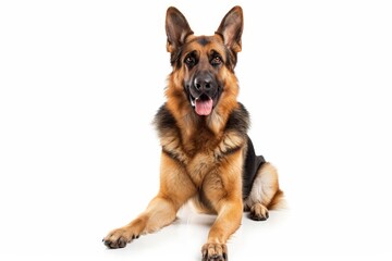 German shepherd in front of white background