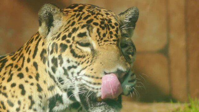 Leopard (Panthera pardus)