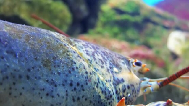 Homarus gammarus, known as European lobster or common lobster, is a species of clawed lobster from the eastern Atlantic Ocean, Mediterranean Sea and parts of the Black Sea.