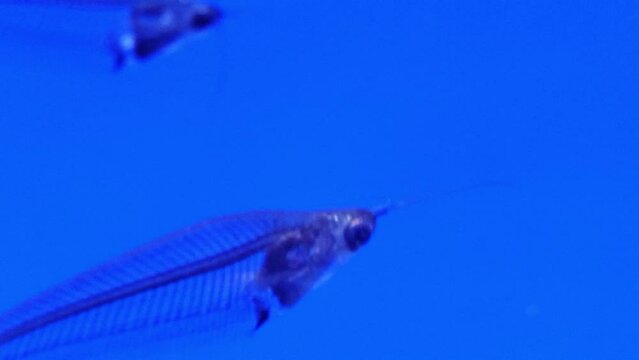 Kryptopterus vitreolus, known in the aquarium trade traditionally as the glass catfish and also as the ghost or phantom catfish, is a small species of Asian glass catfish.