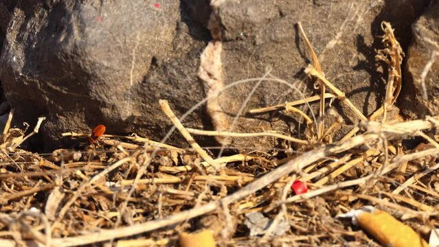 Pyrrhocoris apterus drags dry seed. Pyrrhocoris apterus, firebug is a common insect of the family Pyrrhocoridae.