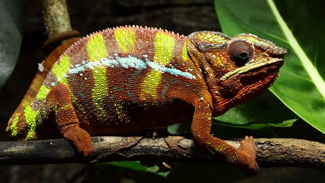 Panther chameleon (Furcifer pardalis)
