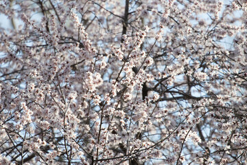 Close up Green Plum Blossom Flower , Prunus mume, in Springtime