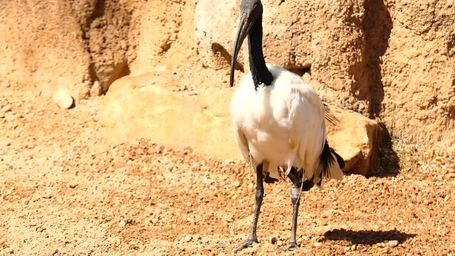 African sacred ibis (Threskiornis aethiopicus)