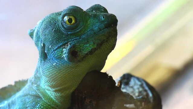 plumed basilisk (Basiliscus plumifrons), also called commonly green basilisk, double crested basilisk, or Jesus Christ lizard, is species of lizard in family Corytophanidae, native to Central America