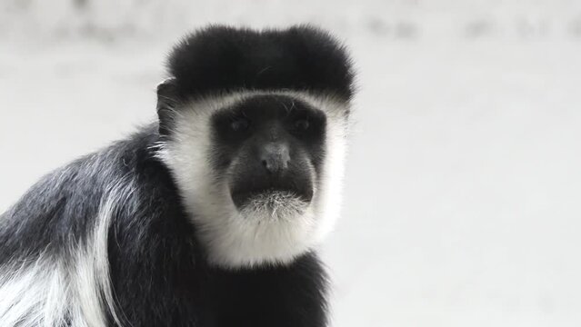 mantled guereza (Colobus guereza), also known simply as the guereza, eastern black-and-white colobus, or Abyssinian black-and-white colobus, is a black-and-white colobus, type of Old World monkey.