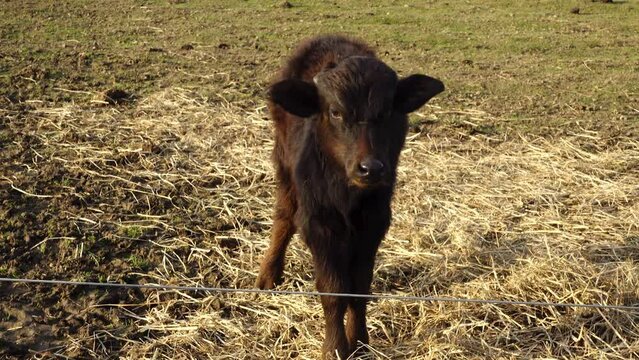 Water buffalo (Bubalus bubalis) or Asian buffalo