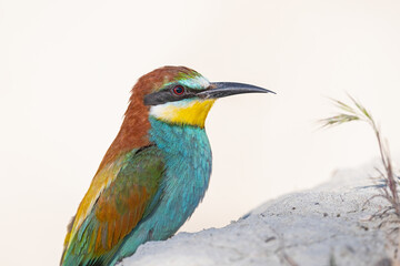 European Bee-eater waiting in front of the nest.  Merops apiaster, close-up.
