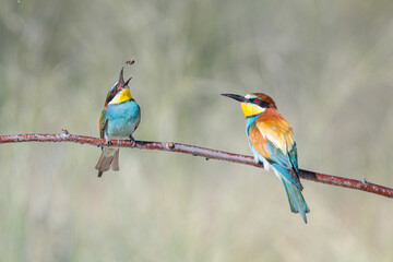European Bee-eater that eats the captured bee on the branch. Merops apiaster