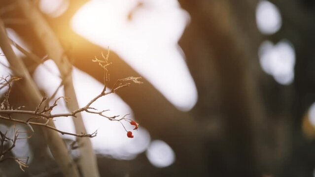 Hawfinch (Coccothraustes coccothraustes) is passerine bird in finch family Fringillidae. Its relatives are evening grosbeak (Hesperiphona vespertinus) and hooded grosbeak (Hesperiphona abeillei).